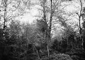 Boplats för gärdsmyg (Troglodytes europaeus), bo i enbuske mitt i bilden.  1 juni 1914.