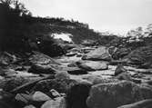 Biotop för strömstare (Cinclus aquaticus) 1911.