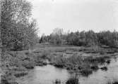 Biotop för härfågel (Upua epops). Boplats, stengärde