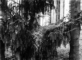 Bo av häger ,  Ardea Cinerea.Fotot taget 14 april 1913.