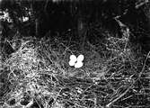 Bo av häger ,  Ardea Cinerea.Fotot taget 14 april 1913.