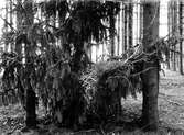 Bo av häger ,  Ardea Cinerea.Fotot taget 14 april 1913.