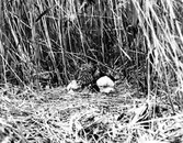 Blå kärrhökhona (Circus cyaneus) skyler sina ungar under regn.