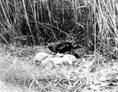 Blå kärrhök (Circus cyaneus) hos ungarna