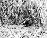 Blå kärrhökhona (Circus cyaneus) skyler ungarna under regn