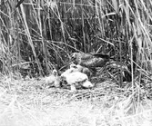 Blå kärrhökhona (Circus cyaneus) hos ungarna