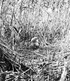 Blå kärrhökhanen (Circus cyaneus) vid boet med ungar