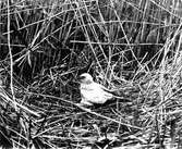 Blå Kärrhökhane (Circus cyaneus) på boet. 1923