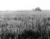 Biotop för blå Kärrhök (Circus cyaneus) bo i vassen