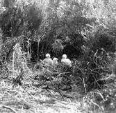 Ängshök-hona(Circus pygargus) hos ungar,vid boet