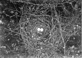 Ormvråk, Buteo b. buteo. Bo av ormvråk, Bubo vulgaris,  2 maj 1909