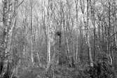 Ormvråk, Buteo b. buteo. Boplats för ormvråk, Buteo vulgaris, 2 maj 1909