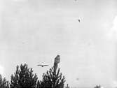 Ormvråk, Buteo b. buteo. Ormvråk och uv, 21 oktober 1917