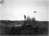 Ormvråk, Buteo b. buteo, ormvråk mot uven, 10 september 1911