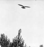 Ormvråk, Buteo b. buteo. Ormvråk  och uv, 21 oktober 1911