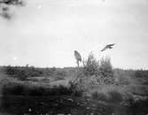 Ormvråk, Buteo b. buteo. Ormvråk slår, 10 september 1911