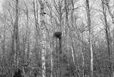 Ormvråk, Buteo b. buteo. Bueto vulgaris, 2 maj 1909