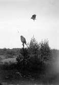 Ormvråk, Buteo b. buteo. Slående ormvråk, 1911