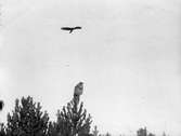 Ormvråk, Buteo b. buteo. Ormvråk och uv, 21 oktober 1917