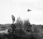 Ormvråk, Buteo b. buteo. Ormvråk mot uv