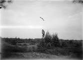 Ormvråk, Buteo b. buteo. Vråk(orm-antagligen), 3 september 1911