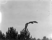 Fjällvråk, Buteo l. lagopus. Fjällvråk och uv, 21 oktober 1917