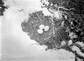 Fjällvråk, Buteo l. lagopus. Bo av fjällvråk, (snö kring boet), 17/6 1911