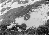 Fjällvråk, Buteo l. lagopus. Boplats för fjällvråk, 13 juni 1911