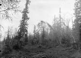 Fjällvråk, Buteo l. lagopus. Boplats och bo  av fjällvråk, juni 1912