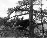 Kungsörn, Aguila c. chrysaetos. Gammelörnen har slagit till hos ungen.