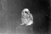Kattuggleunge,strix aluco.16 maj 1905