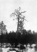 Biotop för Picus medius, Boplats Det av storm stympade lilla trädet mitt i bilden