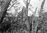 Boplats för göktyta, Jynx torquilla, 15/6 1915. Boet i den ihåliga stubben. Ordn klätterfåglar