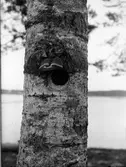 Bohål för Vitryggig Hackspett, (Dendrocopos l. leucotos)                  13 Maj 1937
