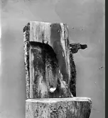 Bo av Mindre Hackspett (Dendrocopus m. minor)                                             28 Maj 1909