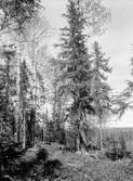 Boplats för Gråspett (Picus c. canus)  26 Maj 1934