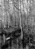 Biotop för Gråspett (Picus c. canus)    13 Maj 1937