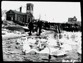 Svanar vid Landskrona (?)