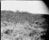 Fjällgås, ett stycke från boet, avvaktande