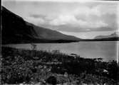 Biotop för bläsand.

Boet i närmaste björkkullen mitt i bilden.

28/6-1912