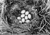 F. ferina brunand maj 1921.
