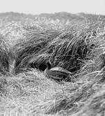 Småskrakshona utanför boet