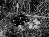 Kläckning i småskrakboet