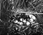 Det kläcks i småkraksboet 9/7-1917.