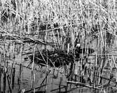 Podiceps rubricollis, rödhalsad dopping, 1923, Bara, Skåne