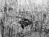 Podiceps rubricollis, rödhalsad dopping 1923, Bara, Skåne