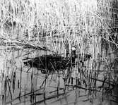 Podficeps rubricollis, rödhalsad dopping, på väg till boet. Torup, Bara, Skåne