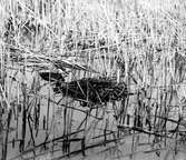 Podiceps rubricollis, rödhalsad dopping. Äntligen har han vågat komma fram till boet. Bara, Skåne 1923