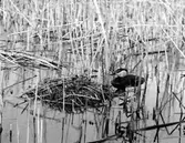 Podiceps rubricollis, rödhalsad dopping, vid boet. Barasjön, Skåne