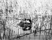 Podiceps rubricollis, rödhalsad dopping, ( on the nest) Bara, Skåne